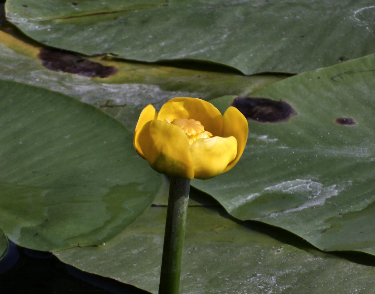 Nuphar luteum